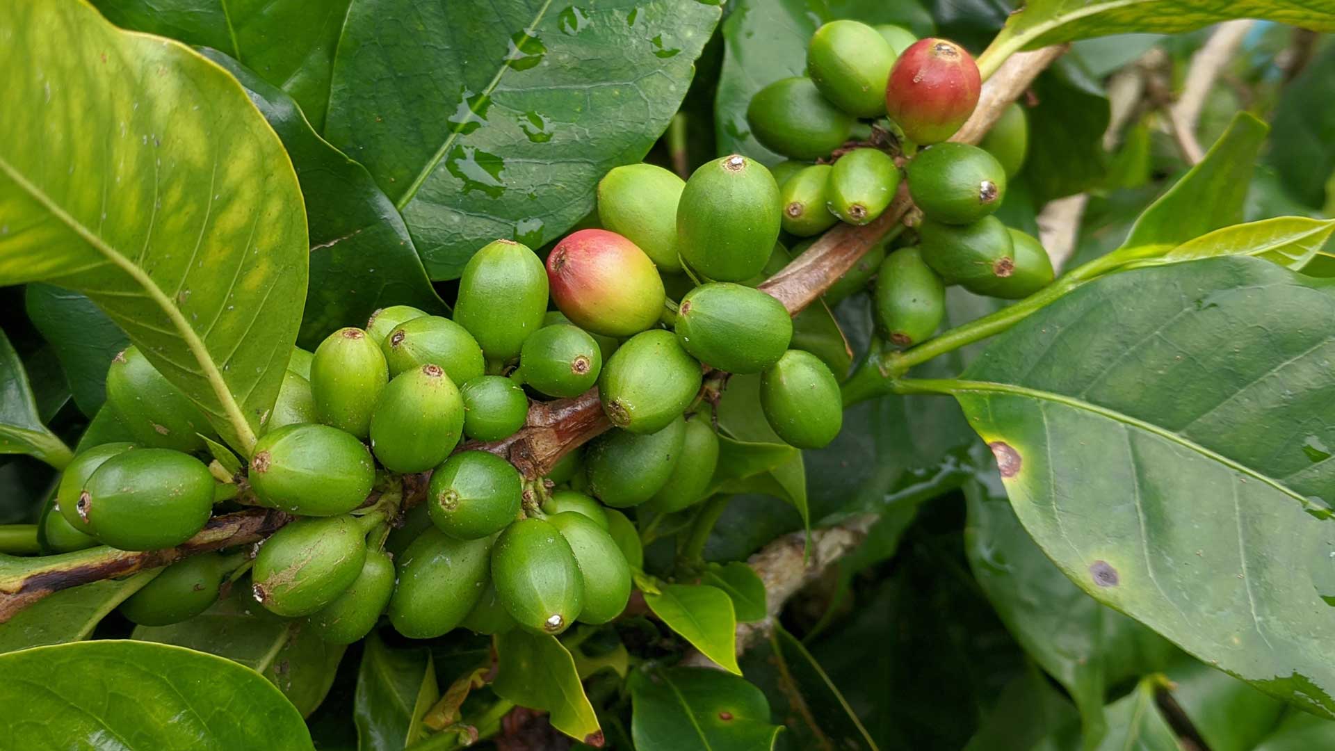 NeoFerro Kaffee | Beste Bohnen Röst Kaffee & Espresso online kaufen